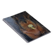 リス ノートブック (右側)