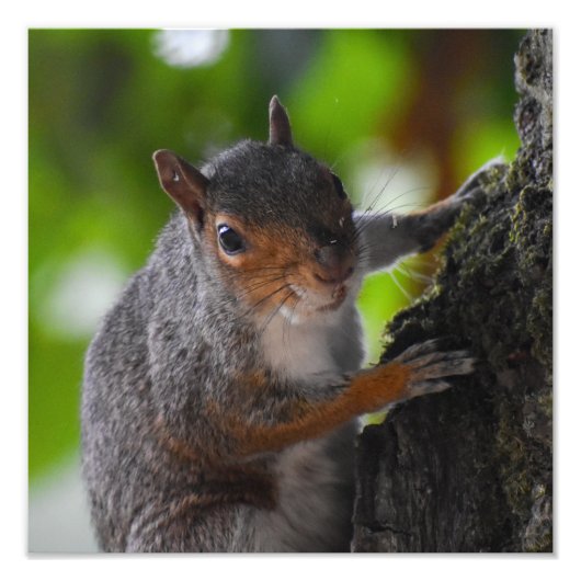 リス フォトプリント            (正面)