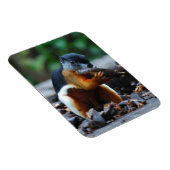 リス・ボルネオ・トリカラー マグネット (右側)