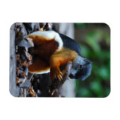 リス・ボルネオ・トリカラー マグネット (横)