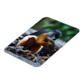 リス・ボルネオ・トリカラー マグネット (左側)