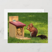 リス ポストカード (正面/裏面)