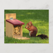 リス ポストカード (正面)
