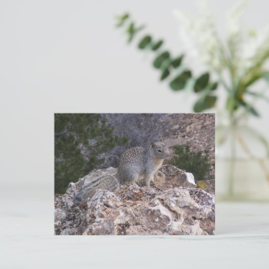 リス ポストカード (スタンド正面)