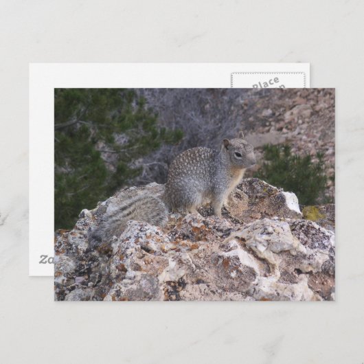 リス ポストカード (正面/裏面)