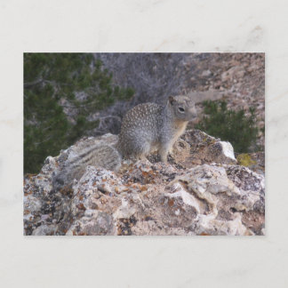 リス ポストカード