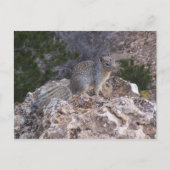 リス ポストカード (正面)