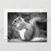 リス ポストカード (正面/裏面)