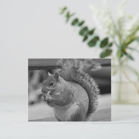 リス ポストカード (スタンド正面)