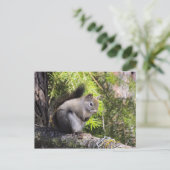 リス ポストカード (スタンド正面)