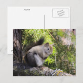 リス ポストカード (正面/裏面)