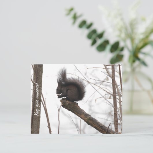 リス ポストカード (スタンド正面)