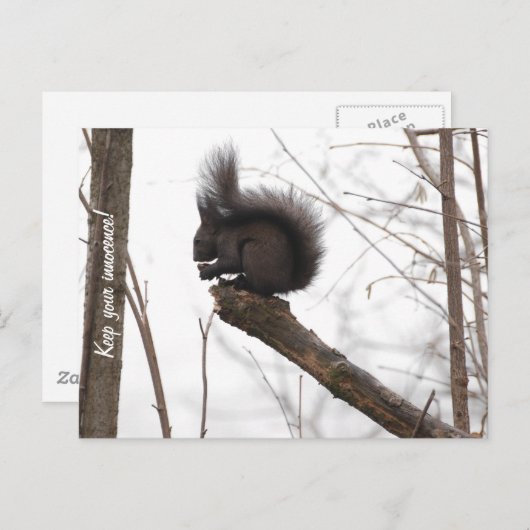 リス ポストカード (正面/裏面)