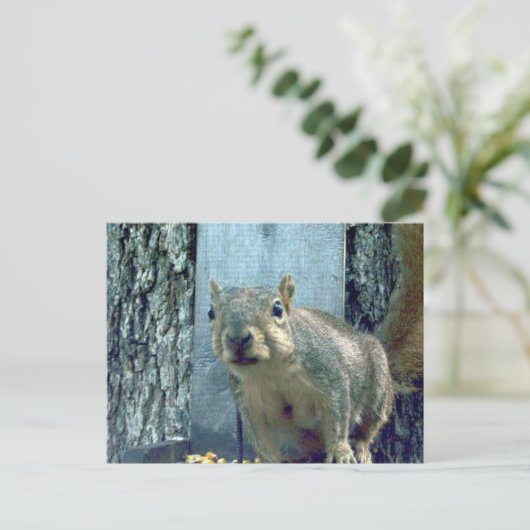 リス ポストカード (スタンド正面)