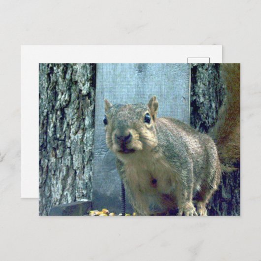 リス ポストカード (正面/裏面)