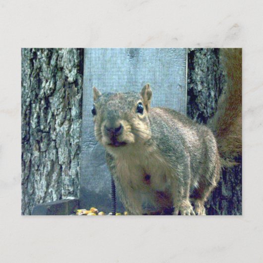 リス ポストカード (正面)