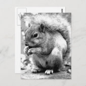 リス ポストカード (正面/裏面)