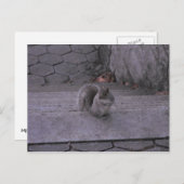 リス ポストカード (正面/裏面)