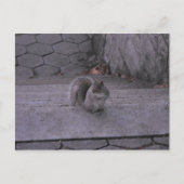 リス ポストカード (正面)