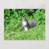 リス ポストカード (正面)