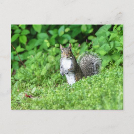 リス ポストカード (正面)