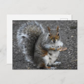 リス ポストカード (正面/裏面)