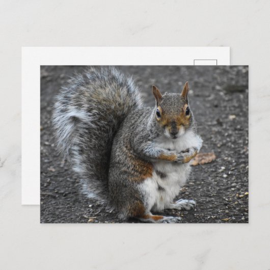 リス ポストカード (正面/裏面)