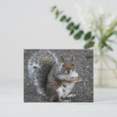 リス ポストカード (スタンド正面)