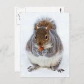 リス ポストカード (正面/裏面)