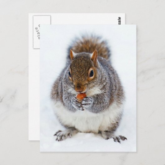 リス ポストカード (正面/裏面)