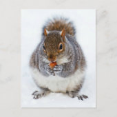 リス ポストカード (正面)