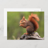 リス ポストカード (正面/裏面)