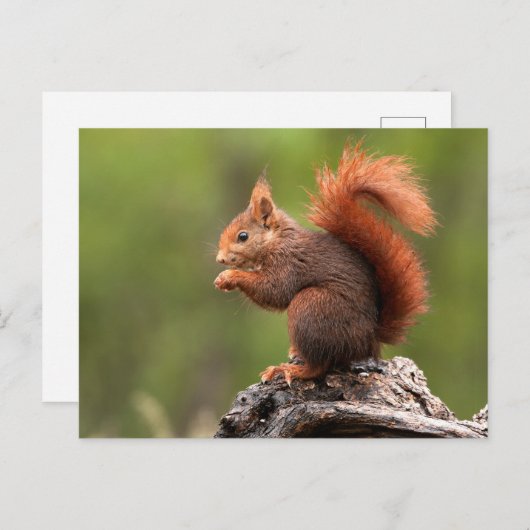 リス ポストカード (正面/裏面)