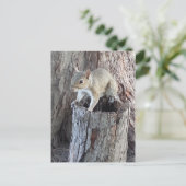 リス ポストカード (スタンド正面)