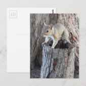 リス ポストカード (正面/裏面)