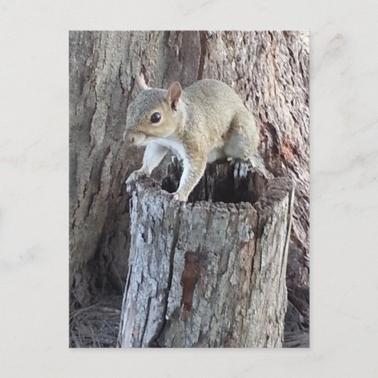 リス ポストカード (正面)