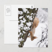 リス ポストカード (正面/裏面)