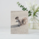 リス ポストカード (スタンド正面)
