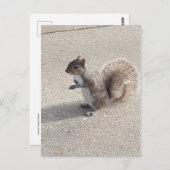 リス ポストカード (正面/裏面)