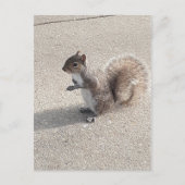 リス ポストカード (正面)