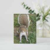 リス ポストカード (スタンド正面)