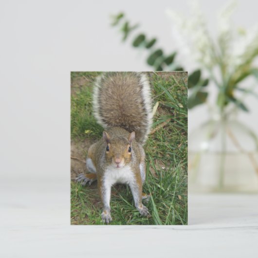 リス ポストカード (スタンド正面)