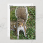 リス ポストカード (正面/裏面)
