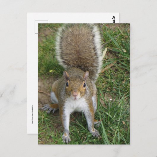 リス ポストカード (正面/裏面)