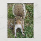リス ポストカード (正面)
