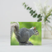 リス ポストカード (スタンド正面)