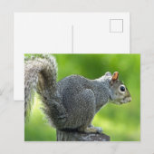 リス ポストカード (正面/裏面)