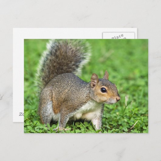 リス ポストカード (正面/裏面)