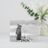 リス ポストカード (スタンド正面)