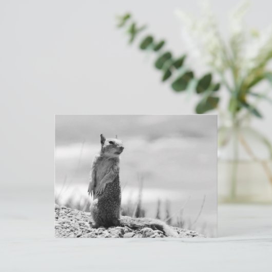 リス ポストカード (スタンド正面)